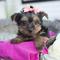 Gratis Yorkshire Terrier cachorros - Foto 1