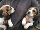 Hermoso beagle cachorros