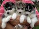 Husky siberiano cachorros registrados