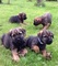 Impresionante border terrier cachorros