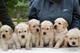 Impresionante camada de cachorros golden retriever para sa