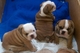 Impresionantes cachorros bulldog disponibles