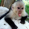 Monos capuchino con todos sus papeles