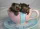 Monos tití de bebé para su adopción - Foto 1