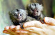 Monos tití de bebé para su adopción - Foto 3