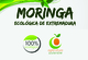 Moringa ecológica. semillas