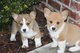 Pembroke welsh corgi puppies para un nuevo hogar