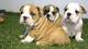 Preciosas camadas Bulldog Ingles - Foto 1