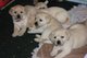 Preciosas camadas de Labrador Retriever - Foto 1