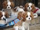 Preciosos cachorros de cavalier - Foto 1