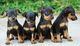 Preciosos cachorros Doberman - Foto 1