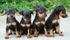 Preciosos cachorros doberman