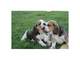 Regalo Beagle cachorros - Foto 1