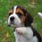 Regalo beagle variedad de cachorros preciosos