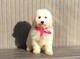 Regalo bichon frise cachorros disponibles