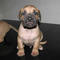 Regalo boerboel cachorros listos