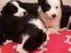 Regalo border collie cachorros disponibles