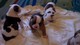 Regalo bulldog americano cachorros lista - Foto 1