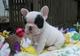 Regalo bulldog francés cachorros para adopcion gratis !!! - Foto 1