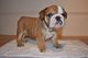 Regalo bulldog ingles cachorros - Foto 1