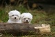 Regalo Cachorros disponibles de bichon maltes toy - Foto 1