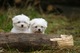 Regalo cachorros disponibles de bichon maltes toy