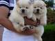 Regalo chow chow cachorros listo