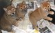 Regalo de Shiba Inu cachorros - Foto 1