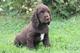 Regalo field spaniel cachorro listo