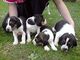 Regalo foxhound cachorros disponibles