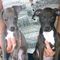 Regalo galgo italiano cachorros disponibles - Foto 1