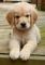 Regalo Golden retriever cachorro lista - Foto 1