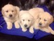 Regalo golden retriever hermoso cachorros listo