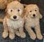 Regalo Goldendoodle cachorros - Foto 1