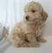 Regalo goldendoodle cachorros lista