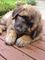 Regalo leonberger cachorros lista