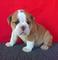 Regalo Magníficos Cachorros bulldog Ingles disponibles - Foto 1