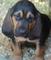 Regalo sabueso cachorros lista