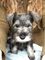 Regalo schnauzer miniatura cachorros disponibles - Foto 1