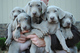 Regalo Weimaraner cachorro disponibles - Foto 1