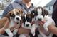 Se venden cachorros de american pitbull terrier - Foto 1