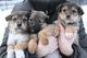 Se venden últimos cachorros de pastor alemán