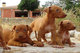 Vendo cachorros de podenco