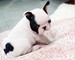Adorable cachorros bulldog francés para la venta muy asequible - Foto 1