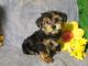 Adorable yorkie cachorros macho y hembra para la adopción