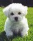 Akc impresionante bichon frise