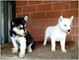 AKC Ojos azules Siberian Husky cachorros, - Foto 1