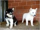 Akc ojos azules siberian husky cachorros,