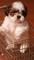 Akc registrado macho y hembra shih tzu cachorros