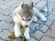 Akc Siberian Husky Puppies .. GARANTÍA DE VIDA - Foto 1